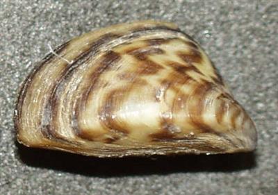 Zebra Mussels | Wisconsin Sea Grant